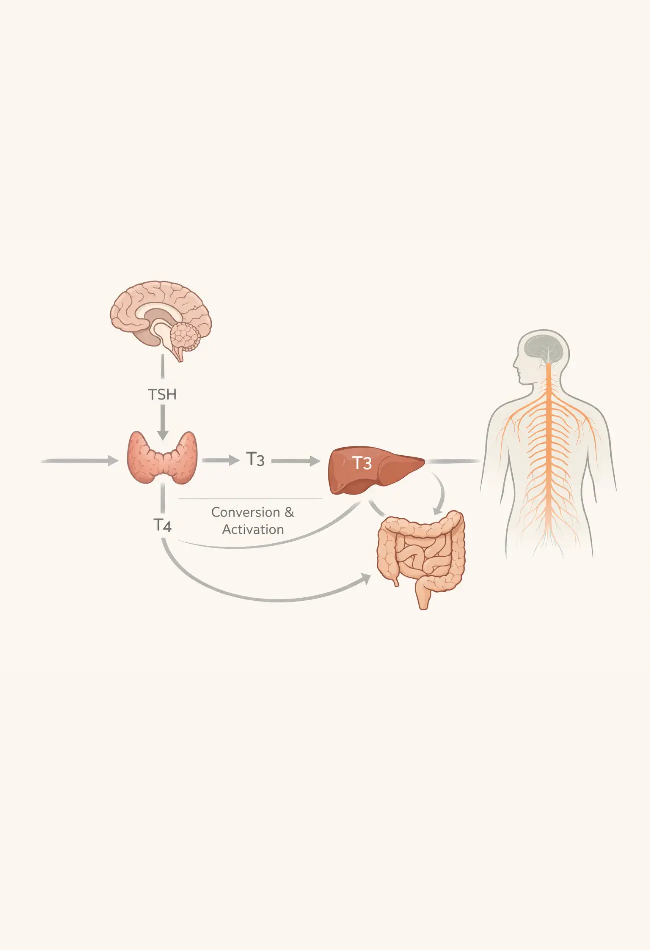 Thyroid health context